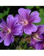 géranium